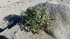 Physalis crassifolia
