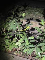 Trimeresurus albolabris