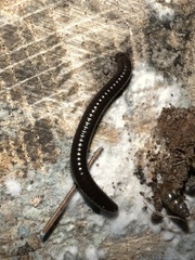 Parajulidae