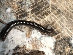 Parajulidae