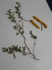 Prosopis strombulifera