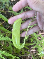 Nepenthes mirabilis