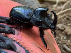 Trichogomphus martabani