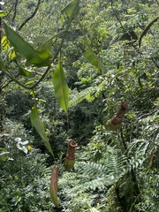 Nepenthes mirabilis