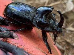 Trichogomphus martabani