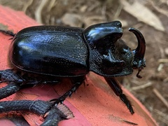 Trichogomphus martabani