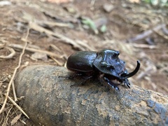 Trichogomphus martabani