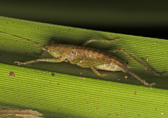 Austrosalomona destructor