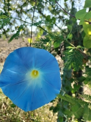 Ipomoea tricolor