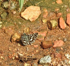 Spialia galba