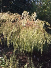 Eupatorium capillifolium