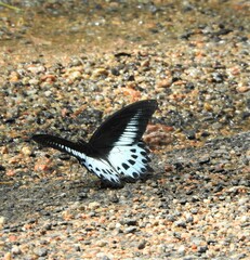 Papilio polymnestor