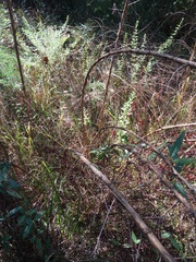 Eupatorium capillifolium