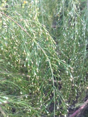 Eupatorium capillifolium