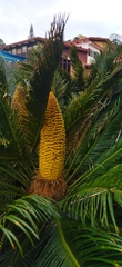 Cycas revoluta