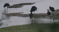 Anastomus lamelligerus