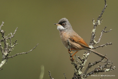 Curruca conspicillata