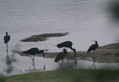 Anastomus lamelligerus