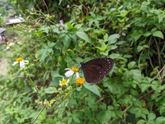 Euploea tulliolus koxinga