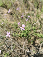 Jamesbrittenia microphylla
