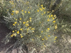 Ericameria nauseosa hololeuca