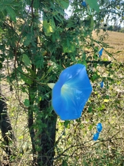 Ipomoea tricolor