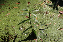 Alternanthera philoxeroides