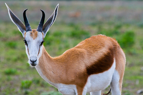 Springbok Rabbit Springbok (Biogaps (s Afr) Pentad 3140_2120: Species List) · iNaturalist