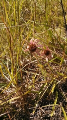 Echinacea tennesseensis