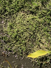 Plantaginaceae