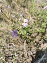 Jamesbrittenia microphylla