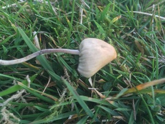 Psilocybe semilanceata