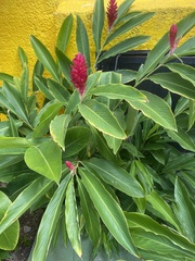 Alpinia