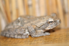 Chiromantis xerampelina