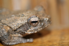 Chiromantis xerampelina