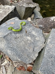 Trimeresurus albolabris