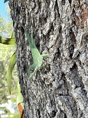 Anolis equestris