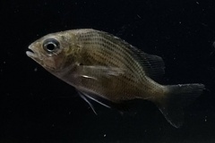 Acanthopagrus pacificus