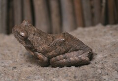 Chiromantis xerampelina