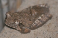 Chiromantis xerampelina