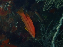 Bodianus eclancheri