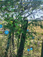Ipomoea tricolor