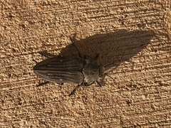 Merimna atrata