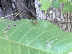 Mesostenus thoracicus