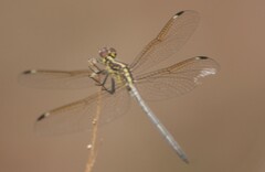 Hemistigma albipunctum