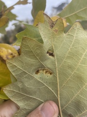 Aceria querci