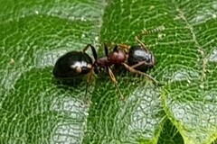 Dolichoderus quadripunctatus