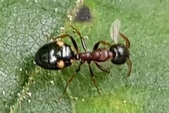 Dolichoderus quadripunctatus