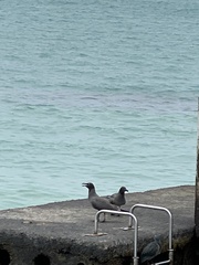 Leucophaeus fuliginosus