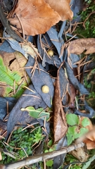 Euura pedunculi